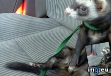Tags: ferret, friends (Pict. in My r/AWW favs)