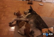 Tags: cat, dog, girlfriend, handle, how, moved, worried (Pict. in My r/AWW favs)