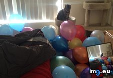 Tags: 21st, balloons, birthday, filled, floor, girlfriend, hours, moved (Pict. in My r/AWW favs)