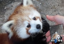 Tags: girlfriend, got, hands, panda, red, shake, zoo (Pict. in My r/AWW favs)