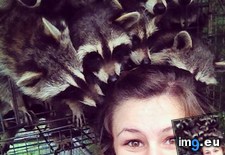 Tags: girlfriend, job, night, raccoons, rehabbed, release (Pict. in My r/AWW favs)
