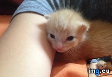 Tags: ago, babies, cat, eyes, girlfriends, one, opened, week (Pict. in My r/AWW favs)