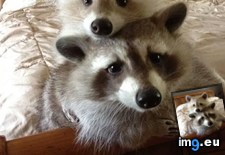 Tags: laws, raccoons (Pict. in My r/AWW favs)