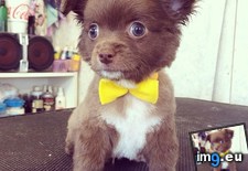 Tags: haircut, osito, real (Pict. in My r/AWW favs)