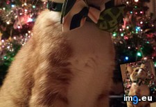 Tags: christmas, for, man, ready (Pict. in My r/AWW favs)