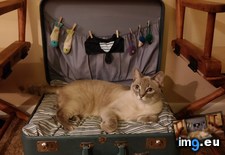 Tags: absolutely, bed, cat, kashmir, loves, meet, mom, suitcase (Pict. in My r/AWW favs)
