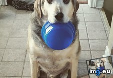 Tags: diet, dog, greets, parents (Pict. in My r/AWW favs)