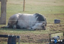 Tags: birth, horse, parents, raised, she, sleeps (Pict. in My r/AWW favs)