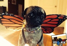 Tags: beautiful, pug, puggerfly (Pict. in My r/AWW favs)