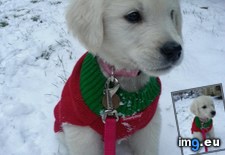 Tags: enjoyed, puppy, snowfall (Pict. in My r/AWW favs)