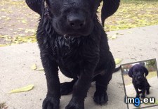 Tags: had, puppy, swim (Pict. in My r/AWW favs)