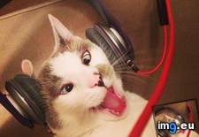 Tags: cat, decided, headphones, our, put, reaction, roommate, was (Pict. in My r/AWW favs)