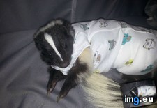 Tags: can, cone, diaper, had, newborn, onesie, puppy, put, shame, she, skunk, surgery, vet, wear (Pict. in My r/AWW favs)