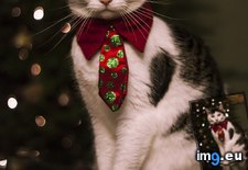 Tags: cat, christmas, expected, insisted, wife (Pict. in My r/AWW favs)