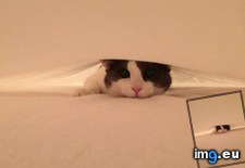 Tags: bedsheets, changing, she, was, wife (Pict. in My r/AWW favs)