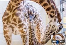 Tags: giraffe, nashville, newborn, zoo (Pict. in My r/AWW favs)