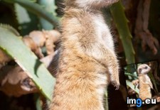 Tags: additions, baby, meerkat, newest, perth, zoo (Pict. in My r/AWW favs)