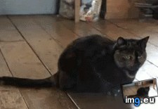 Tags: butt, cats, head, normal, polly, pounce, shake, shakes (GIF in My r/AWW favs)