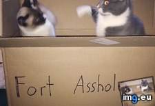 Tags: asshole, cat, fight, fort (Pict. in My r/AWW favs)