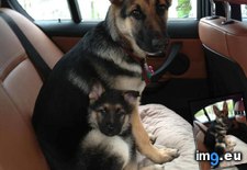 Tags: safety, seat (Pict. in My r/AWW favs)