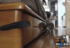 Tags: hunt (GIF in My r/AWW favs)