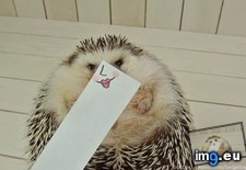 Tags: emotions, hedgehog, one (Pict. in My r/AWW favs)