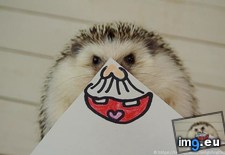 Tags: emotions, hedgehog, one (Pict. in My r/AWW favs)
