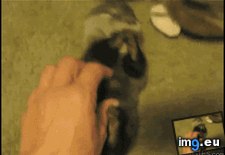 Tags: otter, tickles (GIF in My r/AWW favs)
