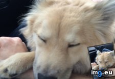 Tags: arm, asleep, drive, fell, lap, rescue, wife (Pict. in My r/AWW favs)