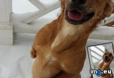 Tags: dog, legged, loves, snow, two (Pict. in My r/AWW favs)