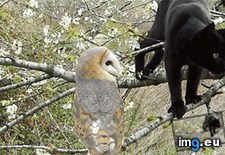 Tags: food, friends, owls (GIF in My r/AWW favs)