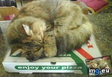 Tags: all, for, left, pizza, seconds, was (Pict. in My r/AWW favs)