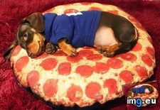 Tags: extra, pizza, sausage (Pict. in My r/AWW favs)