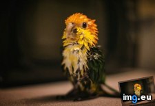 Tags: bath, birdy, face (Pict. in My r/AWW favs)