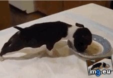 Tags: balance, problems, puppy (GIF in My r/AWW favs)