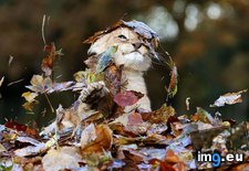 Tags: fallen, joy, leaves, pure (Pict. in My r/AWW favs)