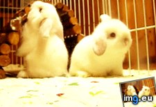 Tags: exercises, good, rabbits, trust (GIF in My r/AWW favs)