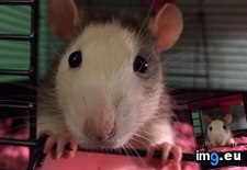 Tags: can, cute, meet, rats, scout, too (Pict. in My r/AWW favs)