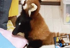 Tags: cute, pandas, red (GIF in My r/AWW favs)