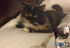 Tags: adopted, ago, calico, daisy, day, haired, long, meet, she, turned, years (Pict. in My r/AWW favs)