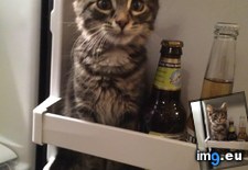 Tags: kittens, opening, refrigerate (Pict. in My r/AWW favs)