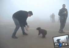 Tags: baby, bear, man, meets, russian (GIF in My r/AWW favs)