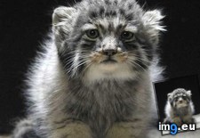 Tags: kitten, manul, russian, wild (Pict. in My r/AWW favs)
