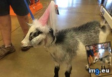 Tags: goat, hat, petsmart, princess, saw (Pict. in My r/AWW favs)