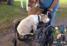 Tags: dogs, guy, love, old, one, paw, pushing, saw, surgery, wheelchair (Pict. in My r/AWW favs)