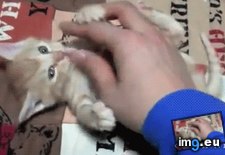 Tags: kitty, scratching (GIF in My r/AWW favs)