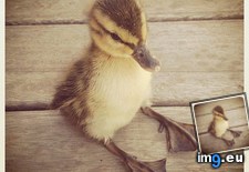 Tags: duck, sitting (Pict. in My r/AWW favs)
