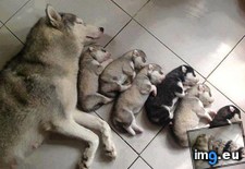 Tags: family, sleeping (Pict. in My r/AWW favs)