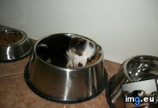 Tags: bowl, sleeping (Pict. in My r/AWW favs)