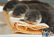 Tags: baby, otters, sleepy (Pict. in My r/AWW favs)